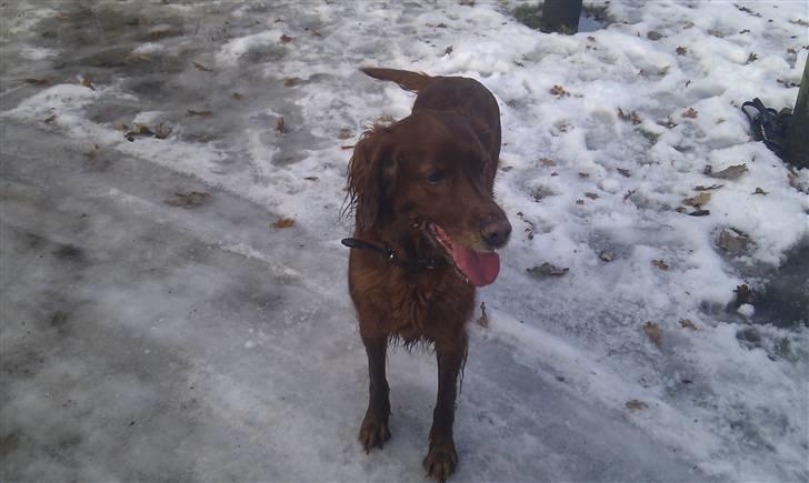 Irsk setter Amy (Lille My) billede 14