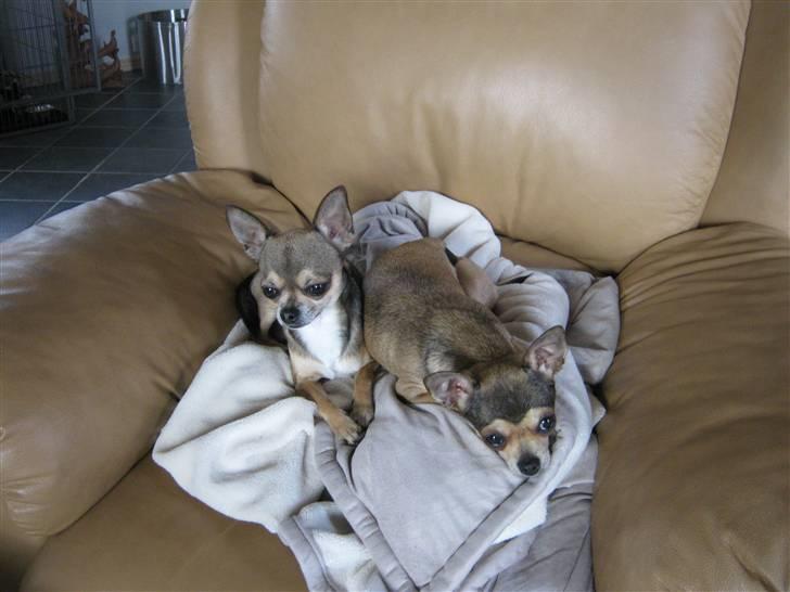 Chihuahua Goldie billede 10