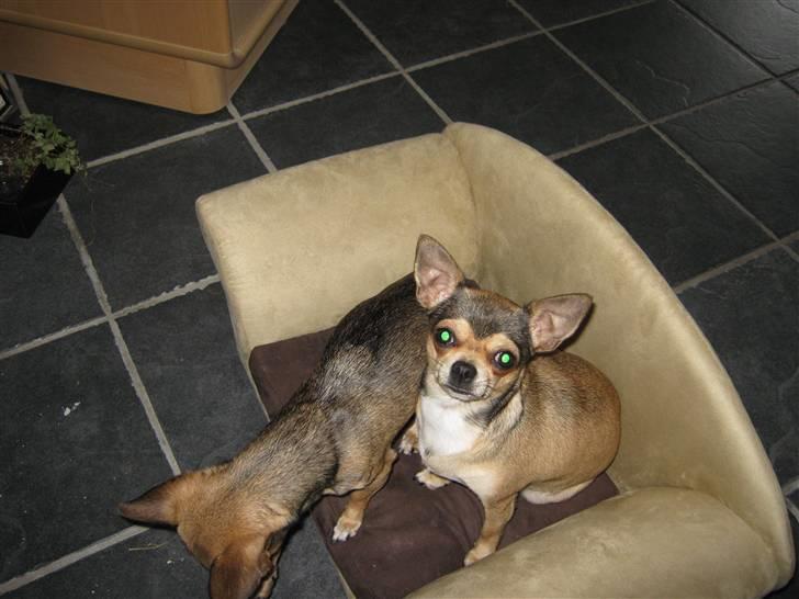 Chihuahua Goldie billede 11