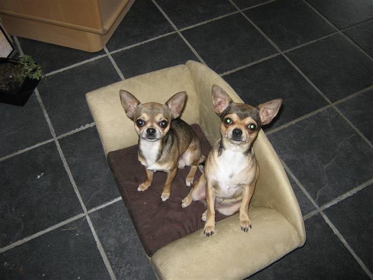 Chihuahua Goldie billede 12