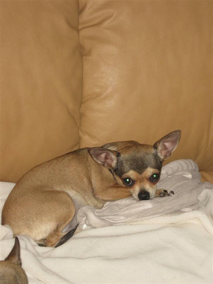 Chihuahua Goldie billede 13