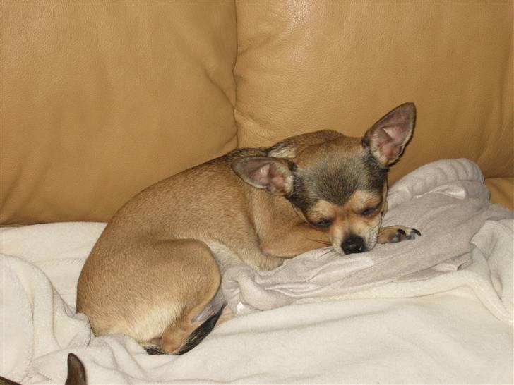 Chihuahua Goldie billede 14