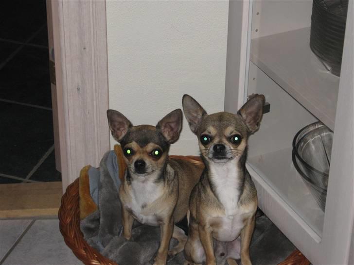 Chihuahua Gismo billede 10