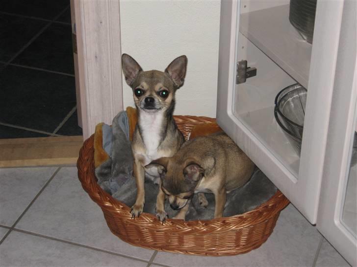 Chihuahua Gismo billede 11