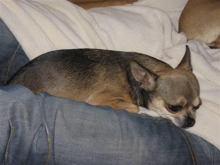 Chihuahua Gismo billede 12