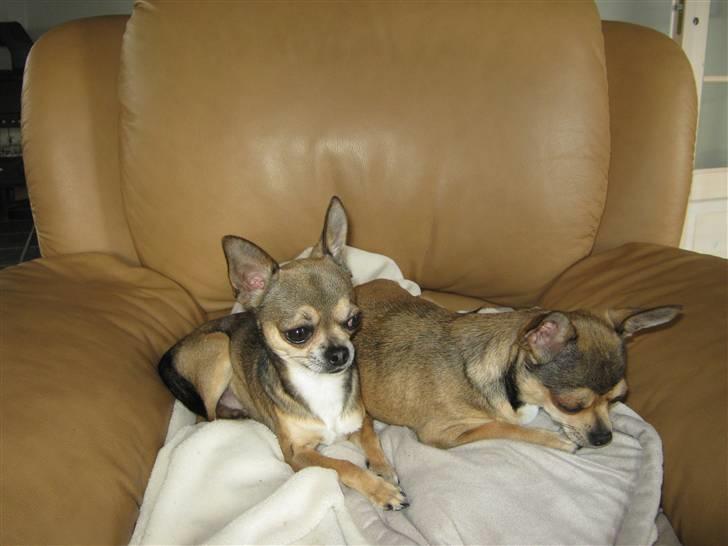 Chihuahua Gismo billede 13