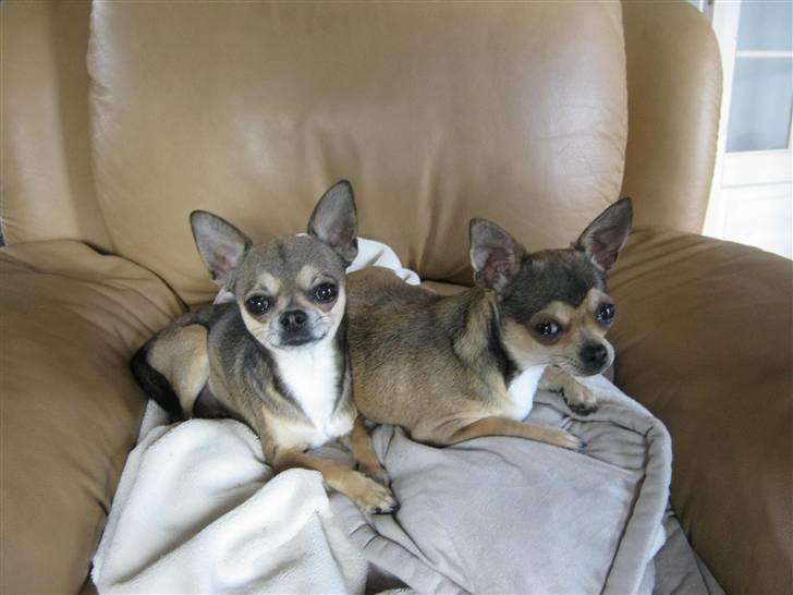 Chihuahua Gismo billede 14