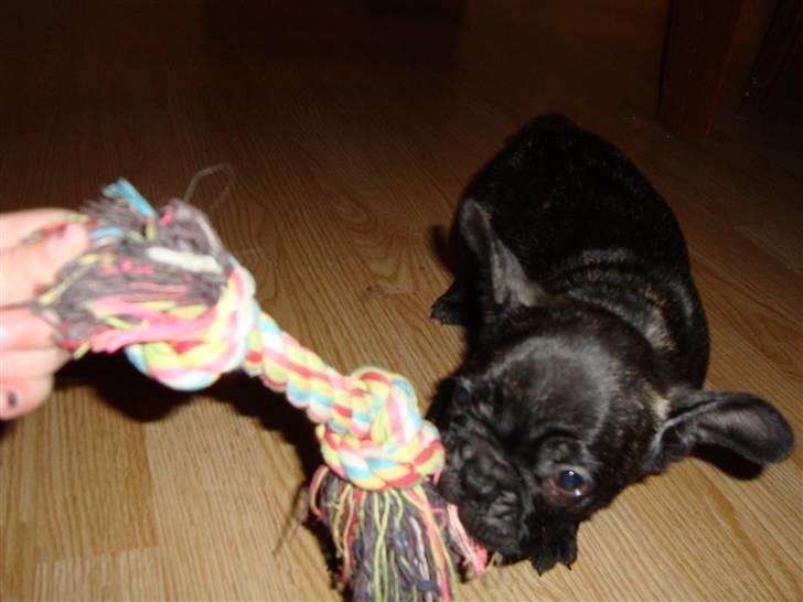 Fransk bulldog joe billede 1