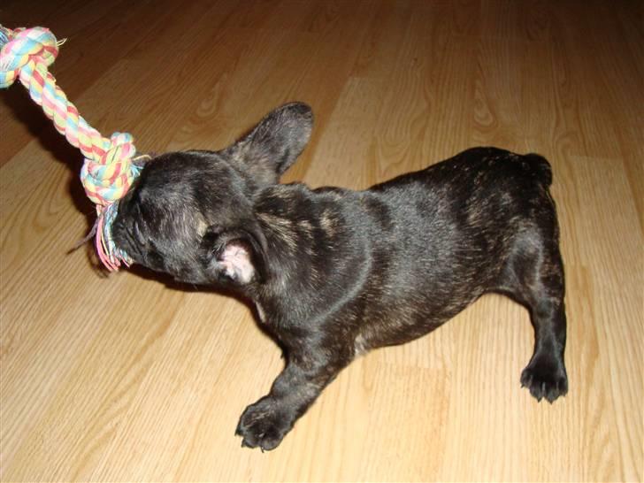 Fransk bulldog joe billede 2