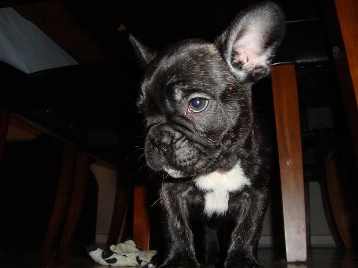 Fransk bulldog joe billede 3