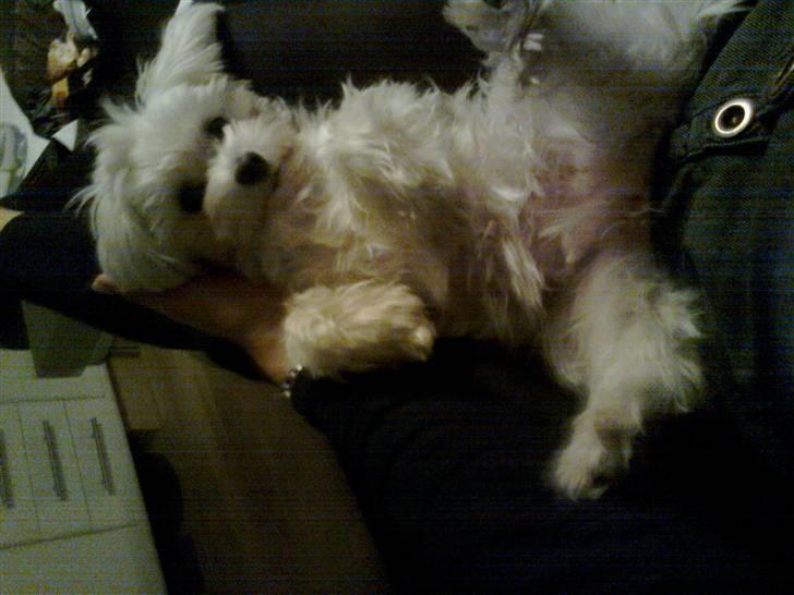 Malteser Luna billede 11