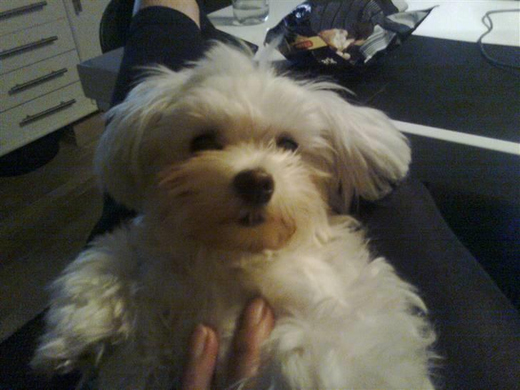 Malteser Luna billede 12