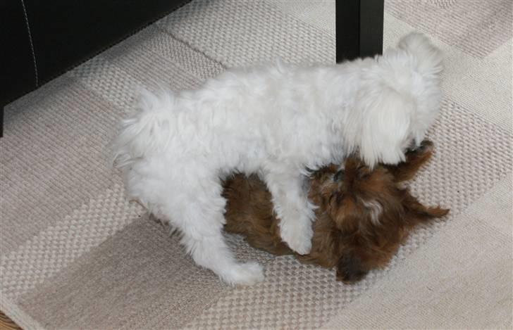 Malteser Luna billede 13