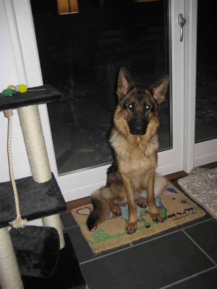 Schæferhund Thea billede 16