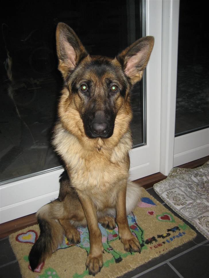 Schæferhund Thea billede 17