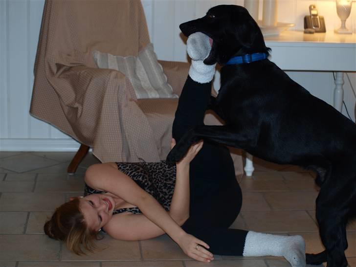 Labrador retriever Basse - .Min skønne hund og jeg. vi leger bare. han kunne aldrig finde på at bide mig!;-) billede 7