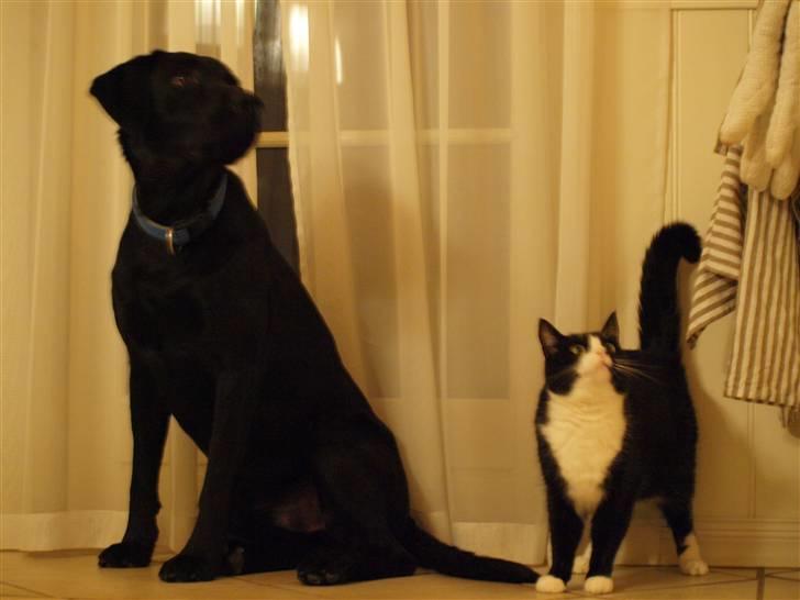 Labrador retriever Basse - Mine smukke hund og min dejlige kat;) billede 8