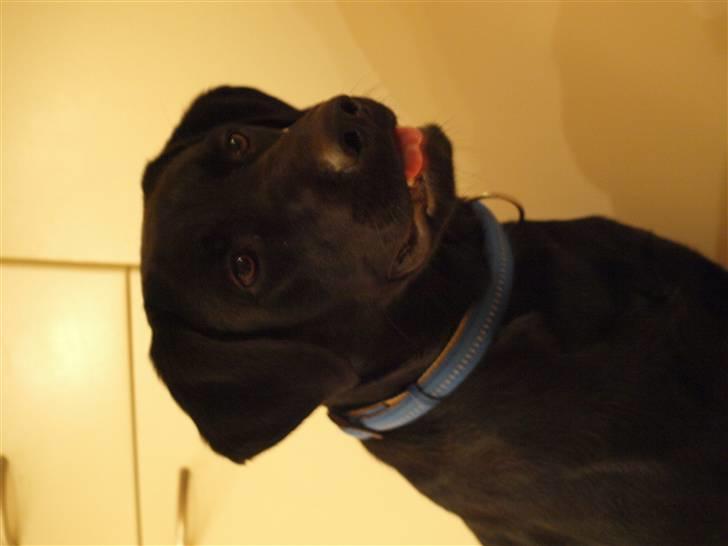 Labrador retriever Basse - .sådan ser han ud nu;) billede 9