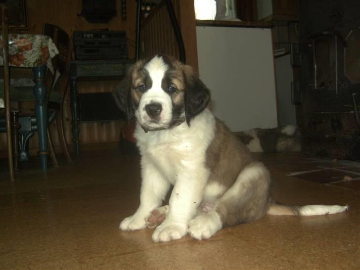 Sankt bernhardshund Logan - Logan.. billede 1