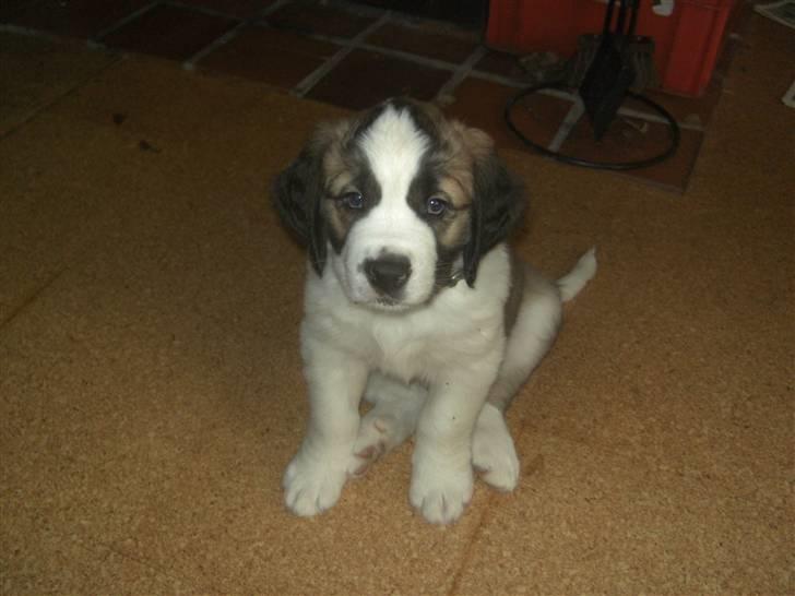 Sankt bernhardshund Logan billede 2