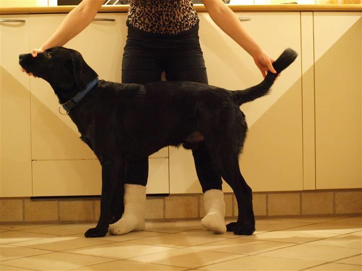 Labrador retriever Basse - Hans hale ser ikke sådan ud i virkeligheden. Den er helt normal;-) billede 10