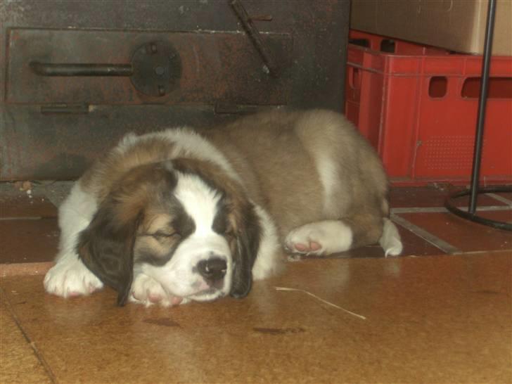 Sankt bernhardshund Logan billede 3
