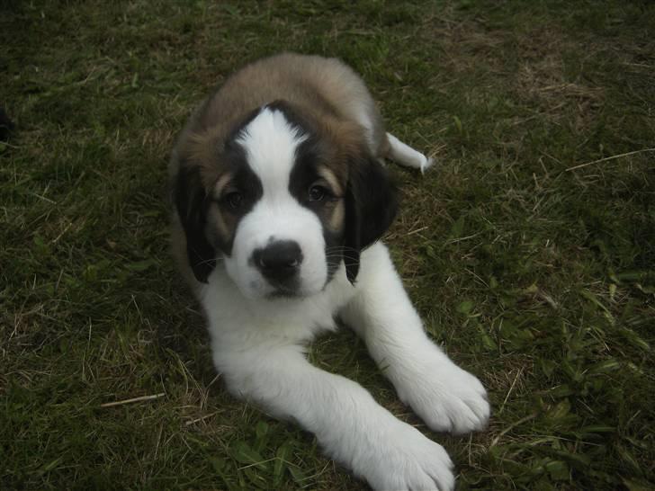 Sankt bernhardshund Logan billede 4