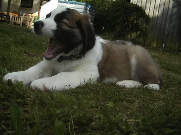 Sankt bernhardshund Logan billede 5