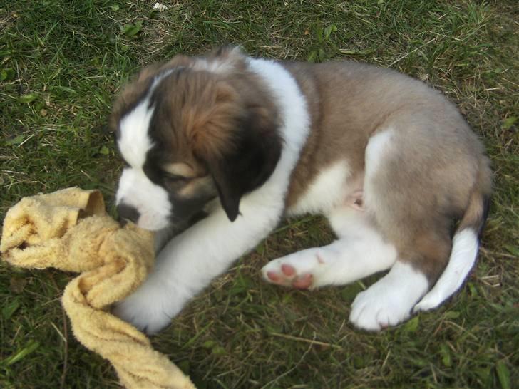 Sankt bernhardshund Logan billede 6