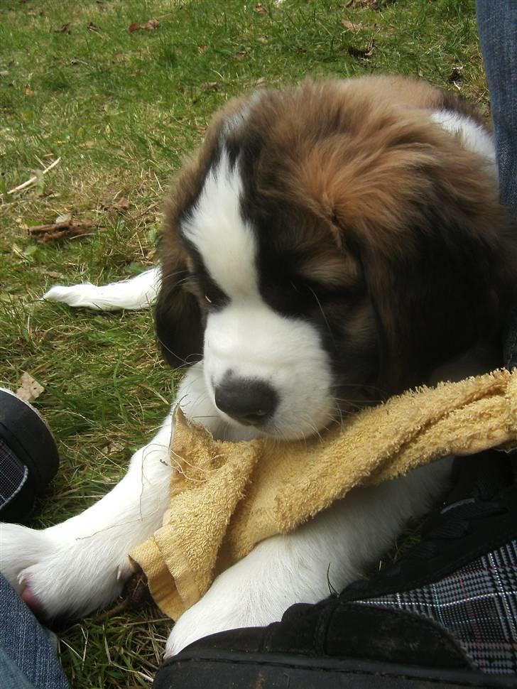 Sankt bernhardshund Logan billede 7