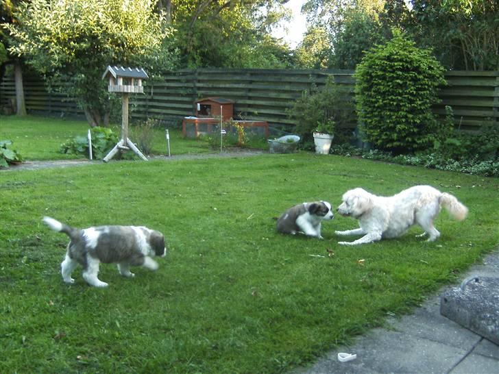 Sankt bernhardshund Logan - Logan og hans bror møder Tot for første gang. billede 8
