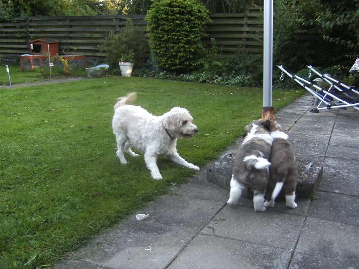 Sankt bernhardshund Logan - og det går forygende. billede 9