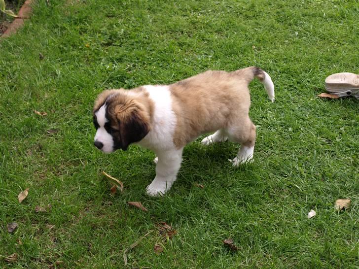 Sankt bernhardshund Logan billede 10