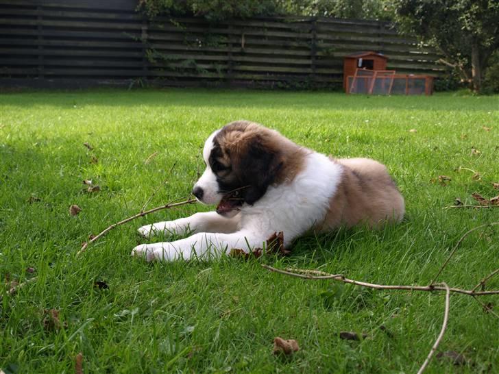 Sankt bernhardshund Logan billede 11