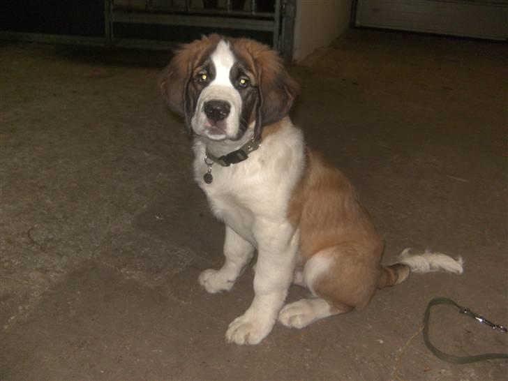 Sankt bernhardshund Logan - Mig i heste stald. billede 12