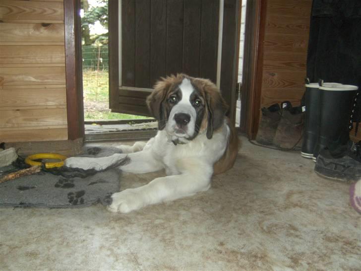 Sankt bernhardshund Logan billede 13