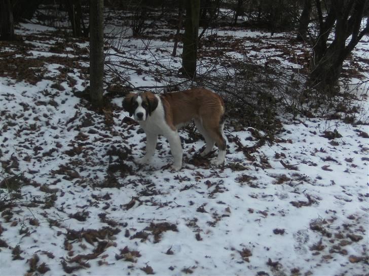 Sankt bernhardshund Logan - jaa... sne er sjovt.. billede 14
