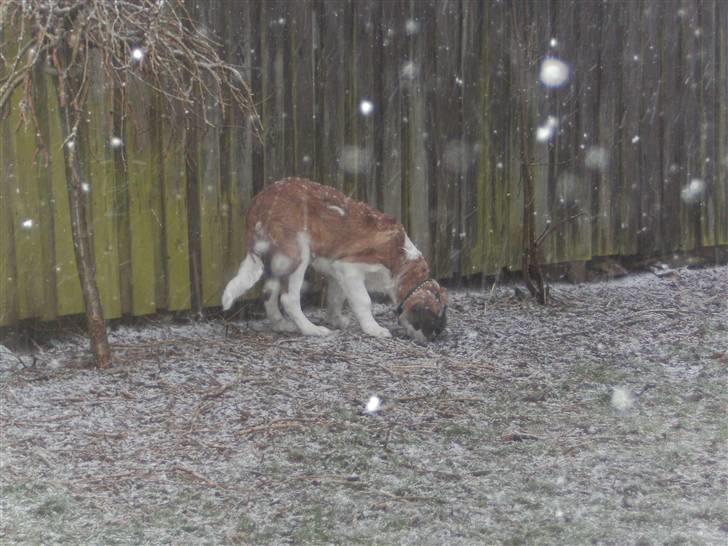 Sankt bernhardshund Logan - Er helt klart indrettet til dette vejr.. billede 15