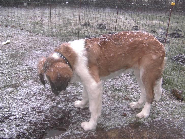 Sankt bernhardshund Logan - Mon der kommer noget op? billede 16