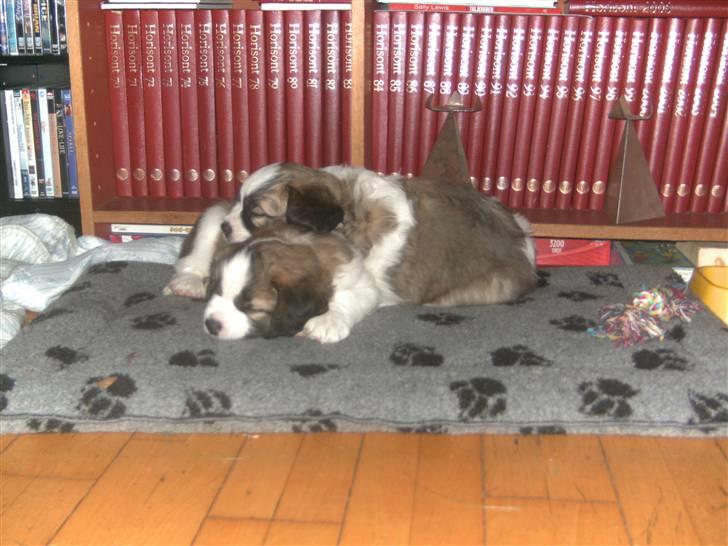 Sankt bernhardshund Logan - Brormand og jeg snupper lige en lur.. billede 17