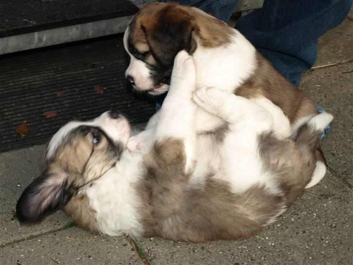 Sankt bernhardshund Logan - Så skal der leges igen. billede 18