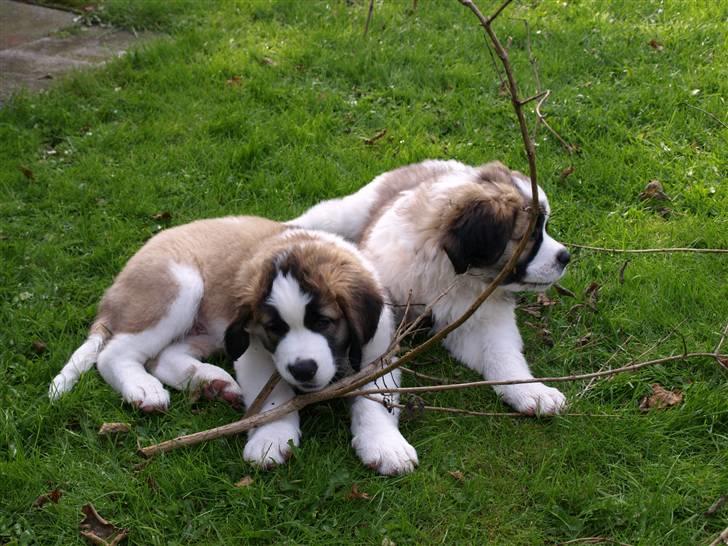 Sankt bernhardshund Logan - Men vi kan nu godt finde ud af at dele, hvis det skal være.. billede 19