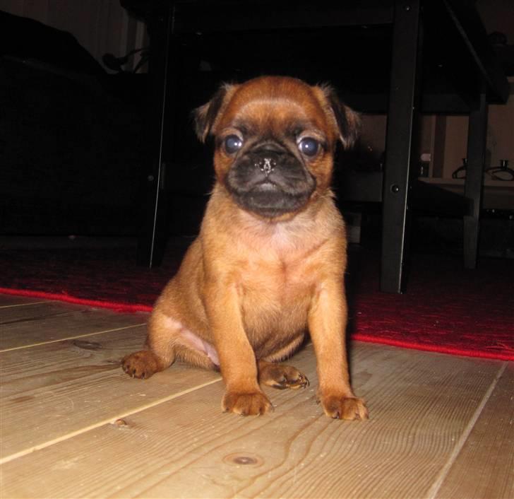 Griffon petit brabancon *~ Thea ~* R.I.P  - Thea, ca. 5 uger gammel. Første gang vi mødte hende live! 09.01.11 billede 6
