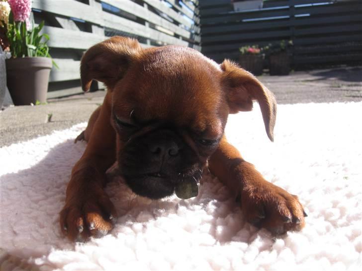 Griffon petit brabancon *~ Thea ~* R.I.P  - Nøj, hvor er det hårdt at ligge og blive grillet i solen og samtidig spise et tyggeben..!! Jeg flader helt ud! billede 11