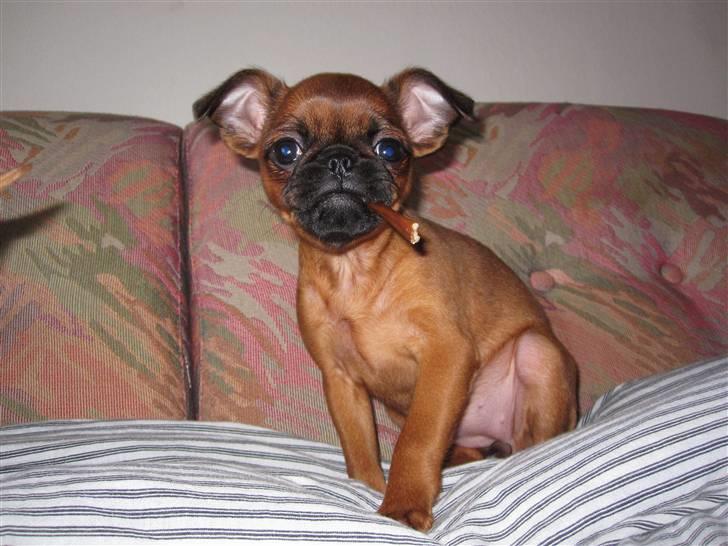 Griffon petit brabancon *~ Thea ~* R.I.P  - Er Jeg for ung til, at ryge? ;o) Billedet er fra Harzen, februar 2011 billede 12