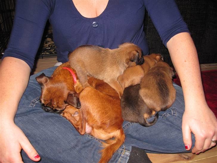 Griffon petit brabancon *~ Thea ~* R.I.P  - Bunke!! :o) Thea med sine søskende og mor, d. 09.01.11! billede 13