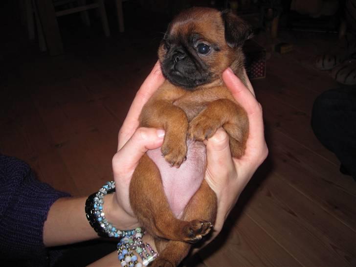 Griffon petit brabancon *~ Thea ~* R.I.P  - En lækker lille håndfuld! 09.01.11 billede 14