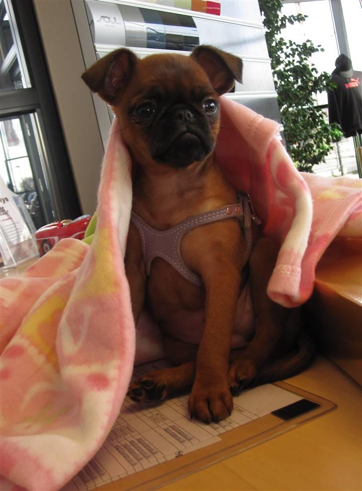 Griffon petit brabancon *~ Thea ~* R.I.P  - Thea med på visit på jobbet - Der var kø for at møde hende! ;o) Det klarede hun i stiv pote! 09.02.11 billede 16
