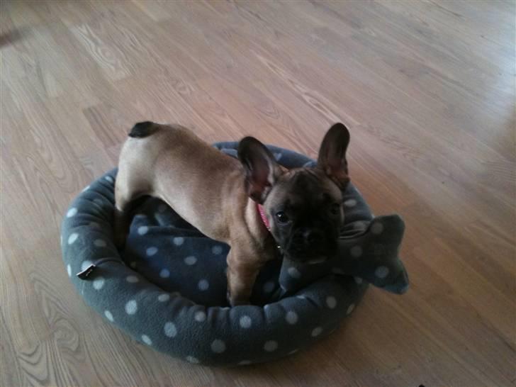 Fransk bulldog Nelly billede 1