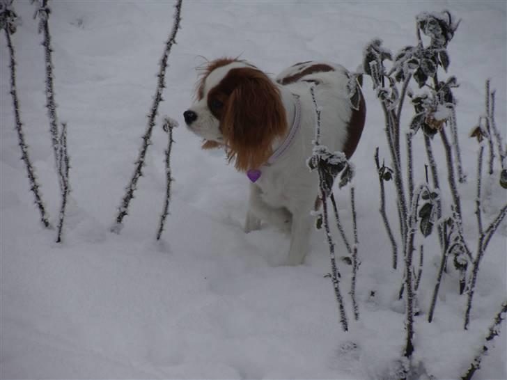 Cavalier king charles spaniel Cavanuggis Ally - Velkommen til Ally`s profil :) billede 1